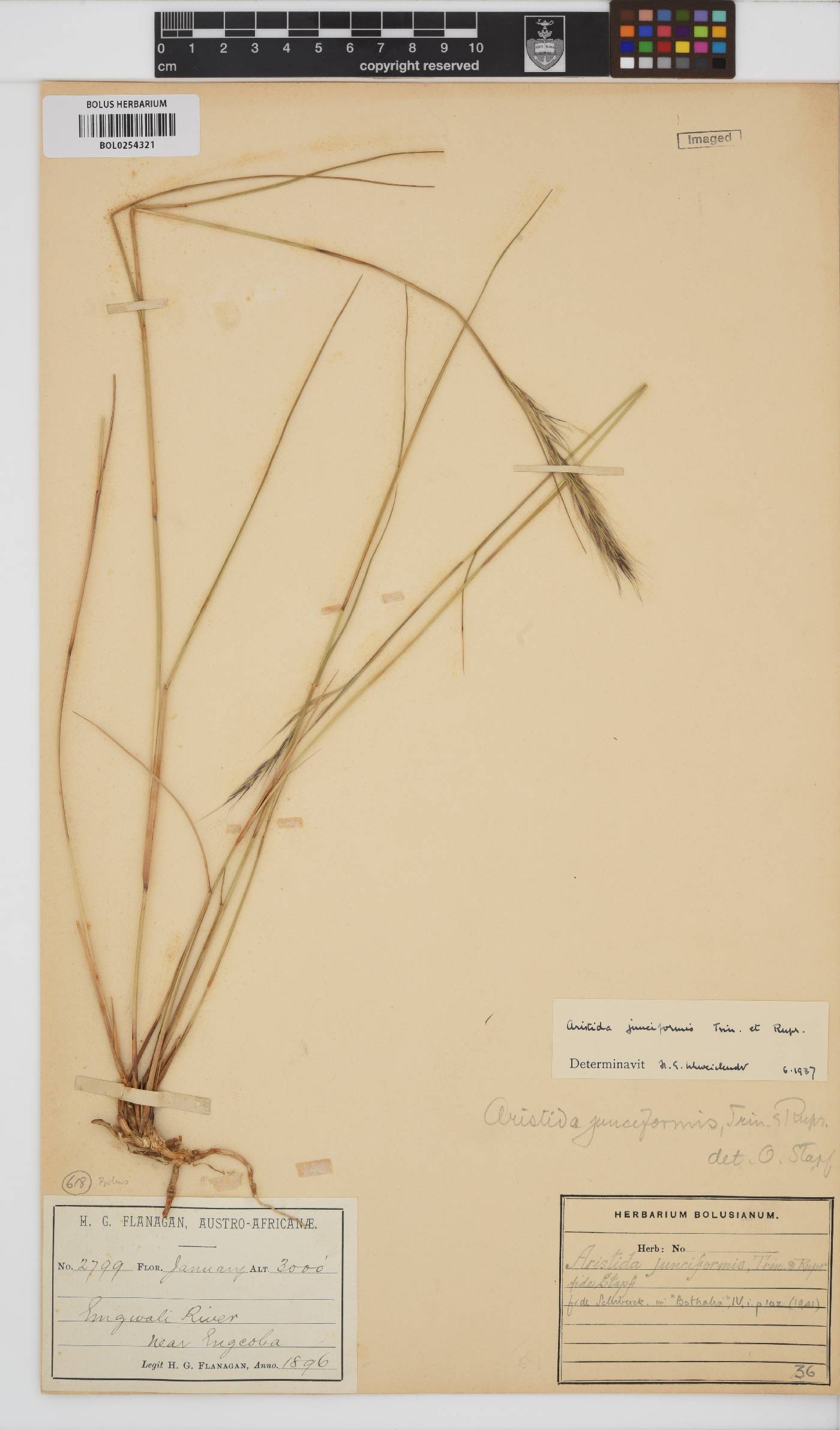 Aristida junciformis image