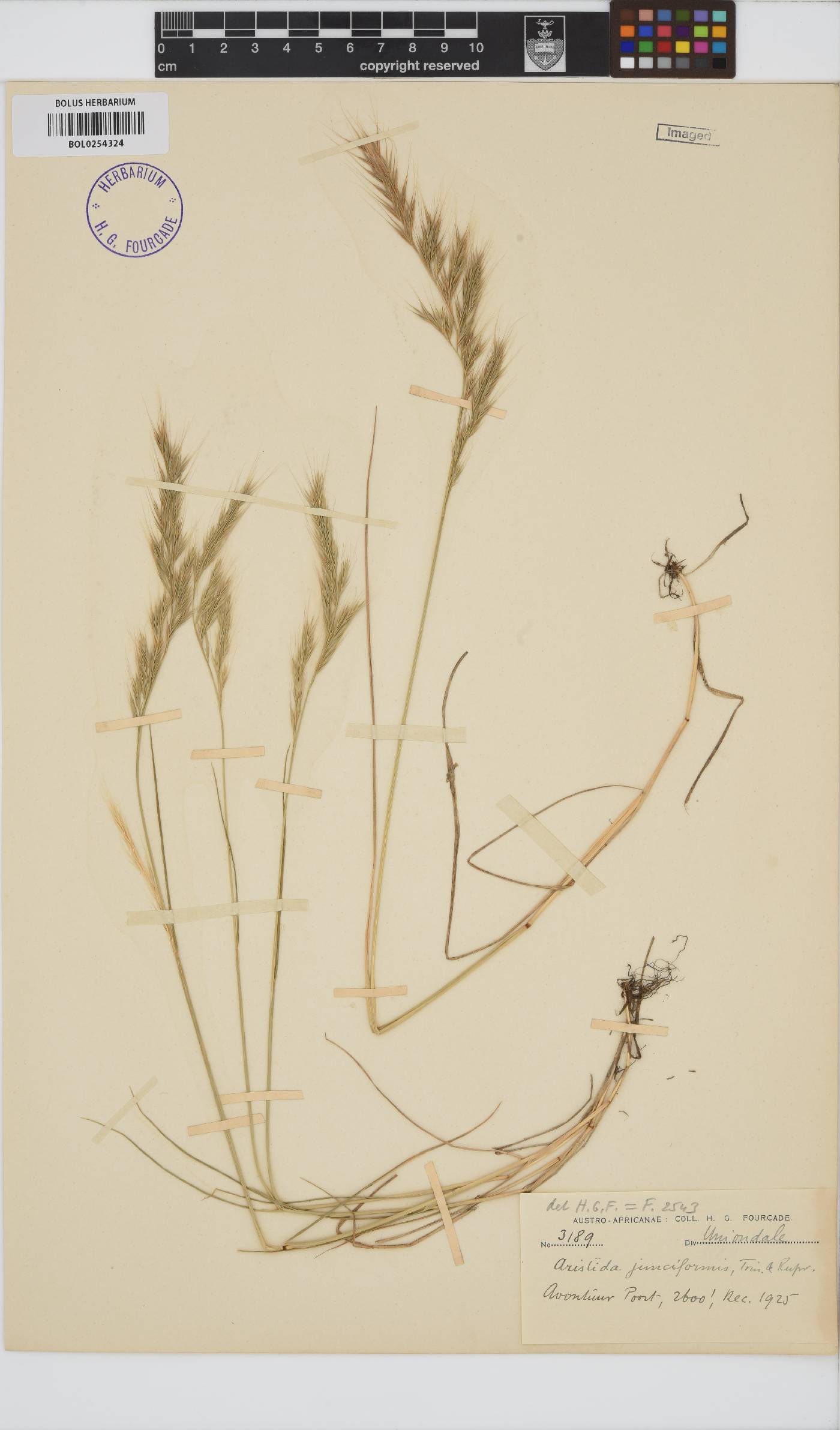 Aristida junciformis image