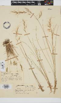 Aristida junciformis image