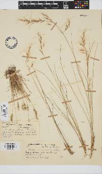 Aristida junciformis image