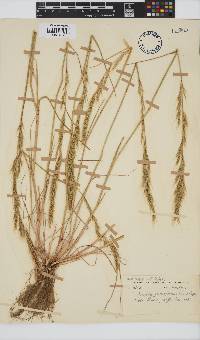 Aristida junciformis image