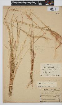 Aristida junciformis image