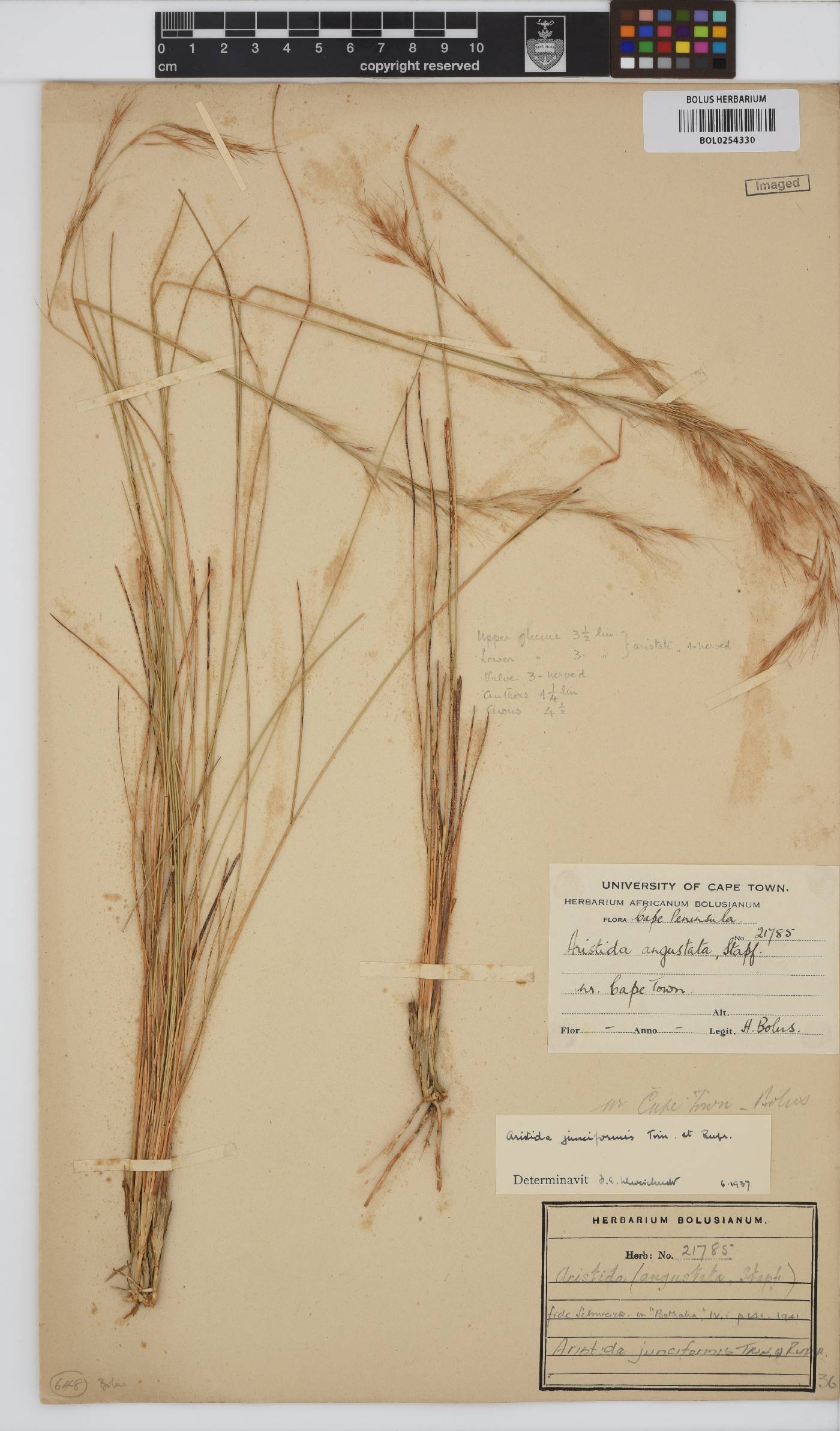 Aristida junciformis image