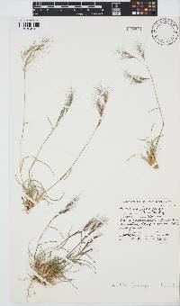 Aristida junciformis image