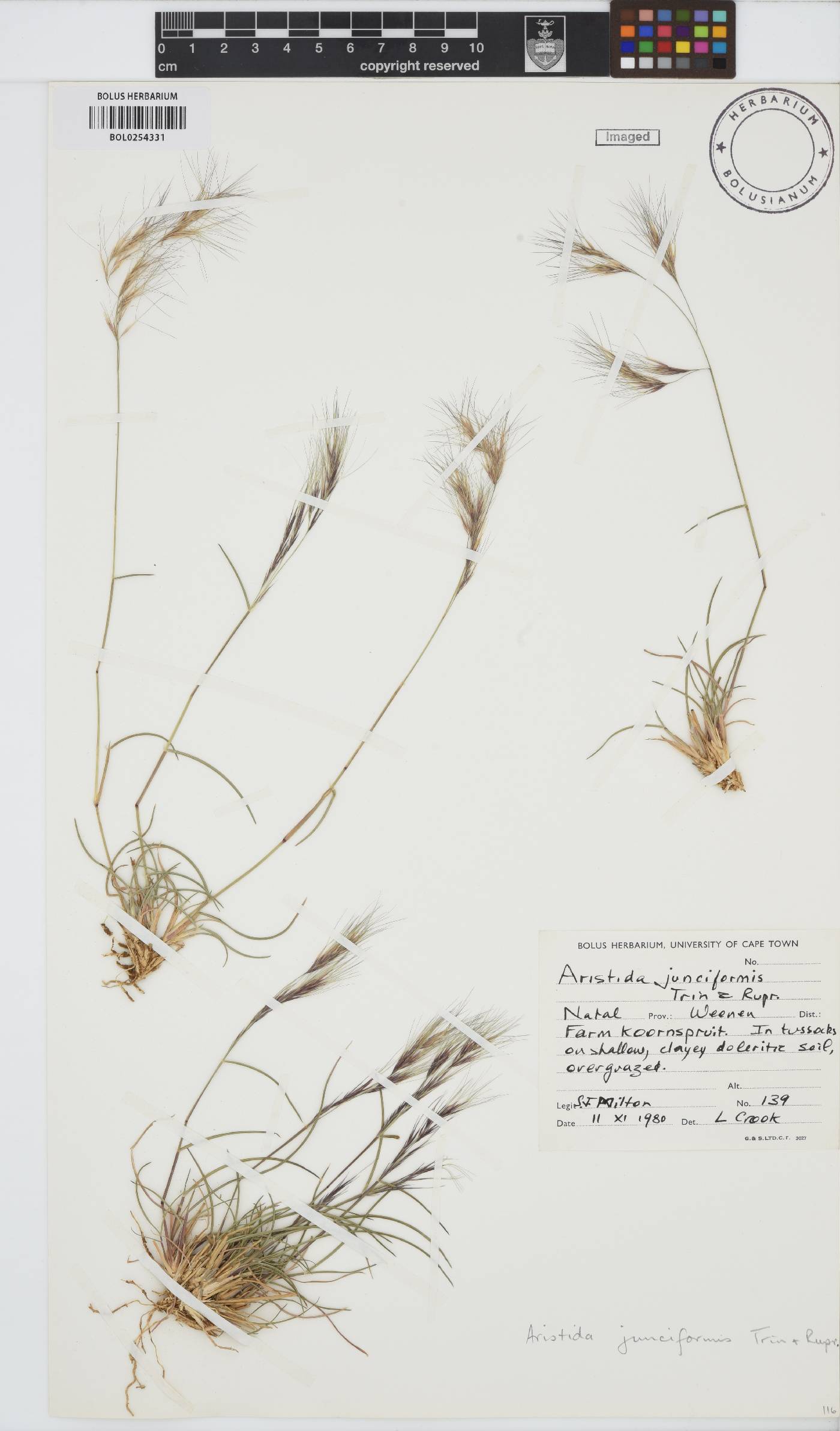 Aristida junciformis image