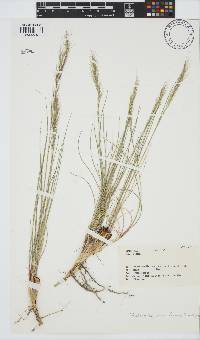 Aristida junciformis image