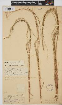 Aristida junciformis image