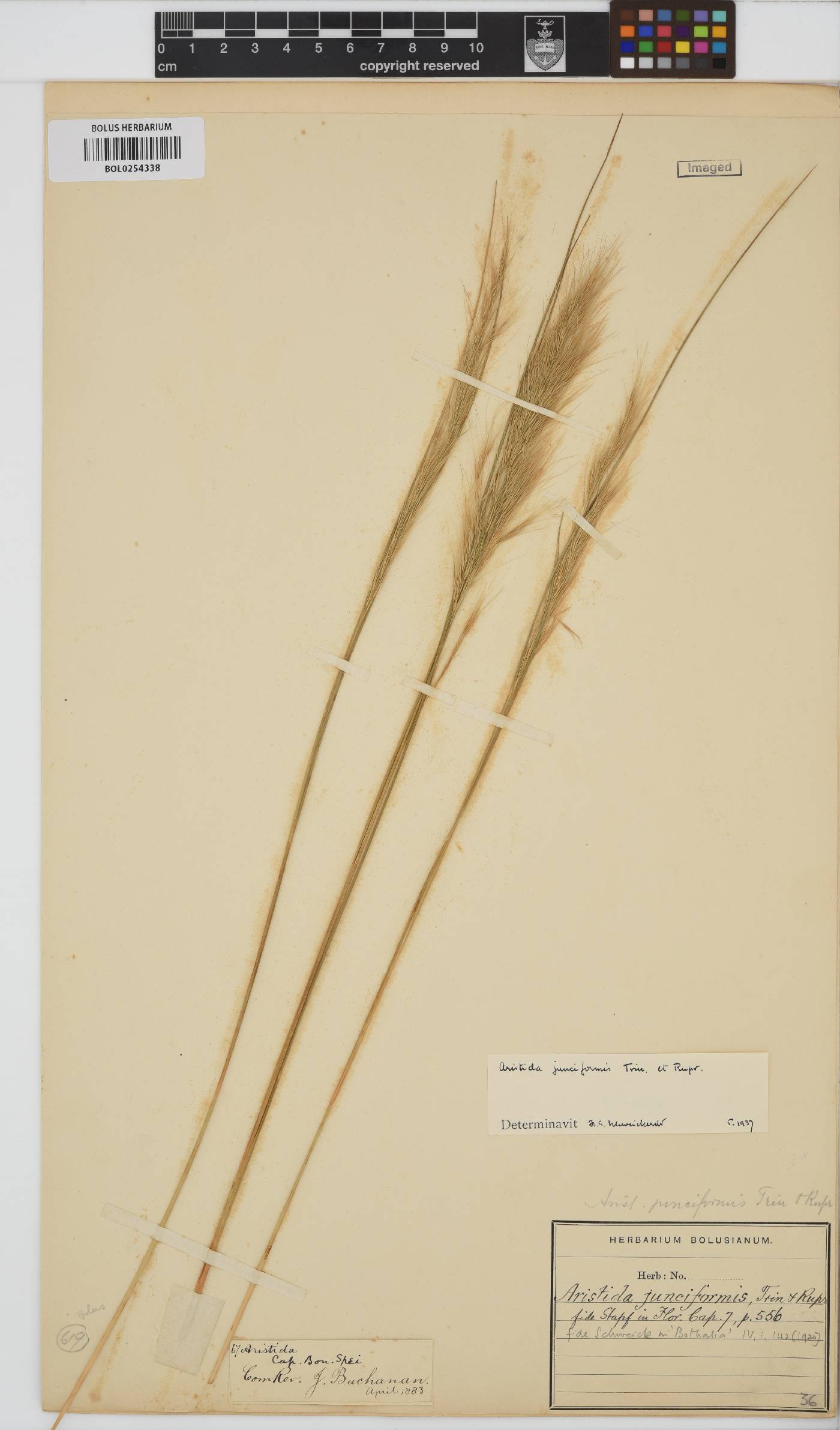 Aristida junciformis image