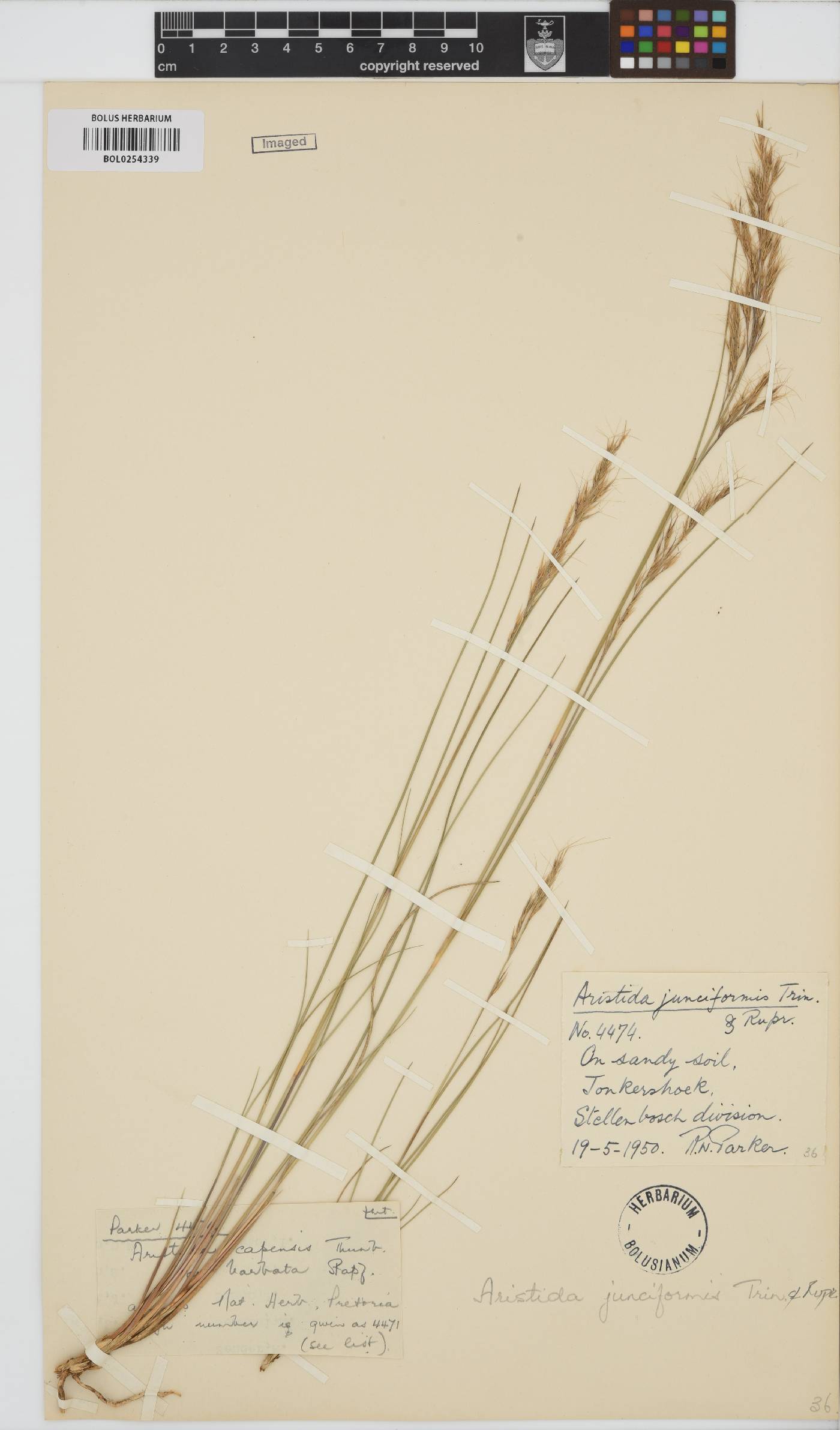 Aristida junciformis image