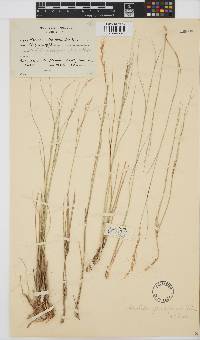 Aristida junciformis image