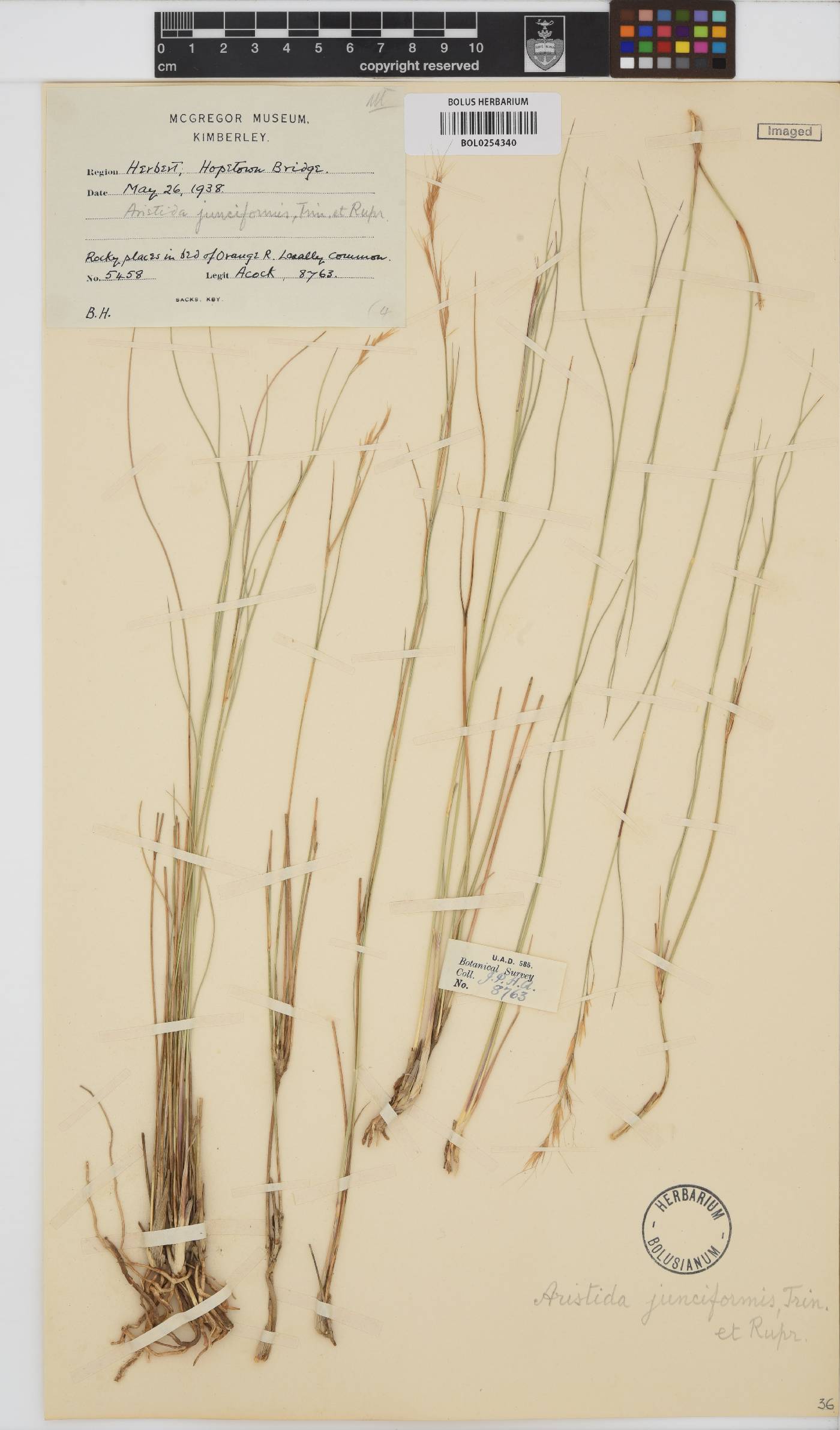 Aristida junciformis image