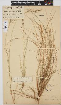 Aristida junciformis image