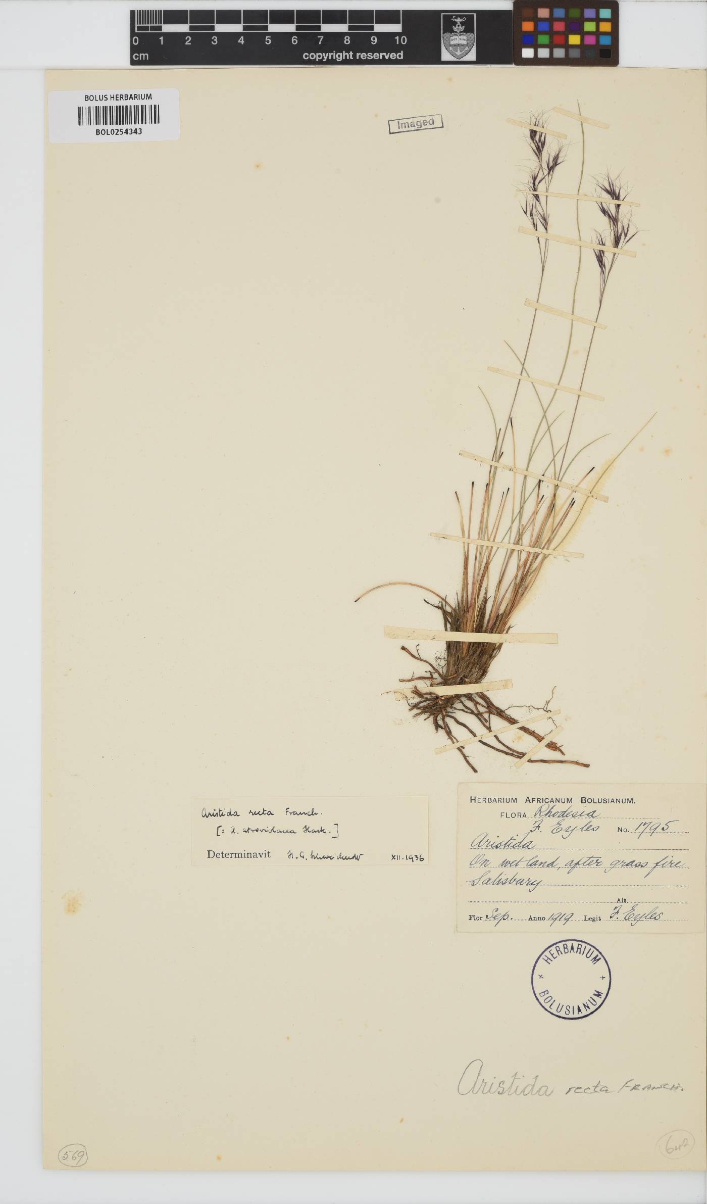 Aristida recta image