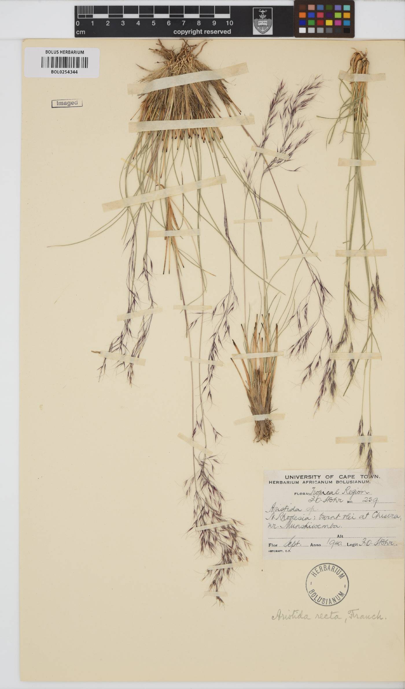 Aristida recta image