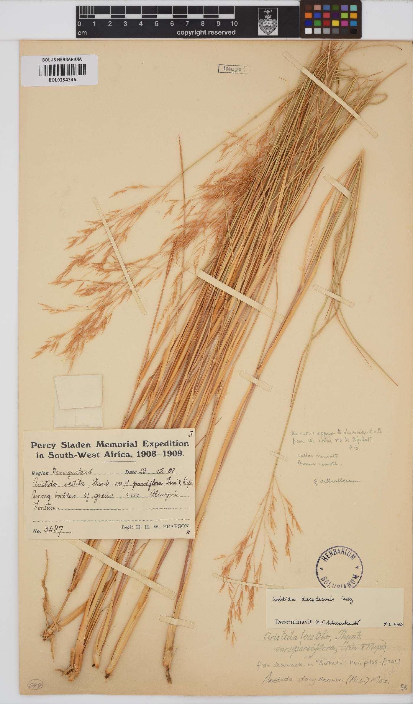 Aristida dasydesmis image