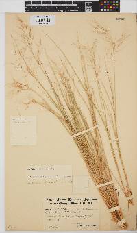 Aristida dasydesmis image