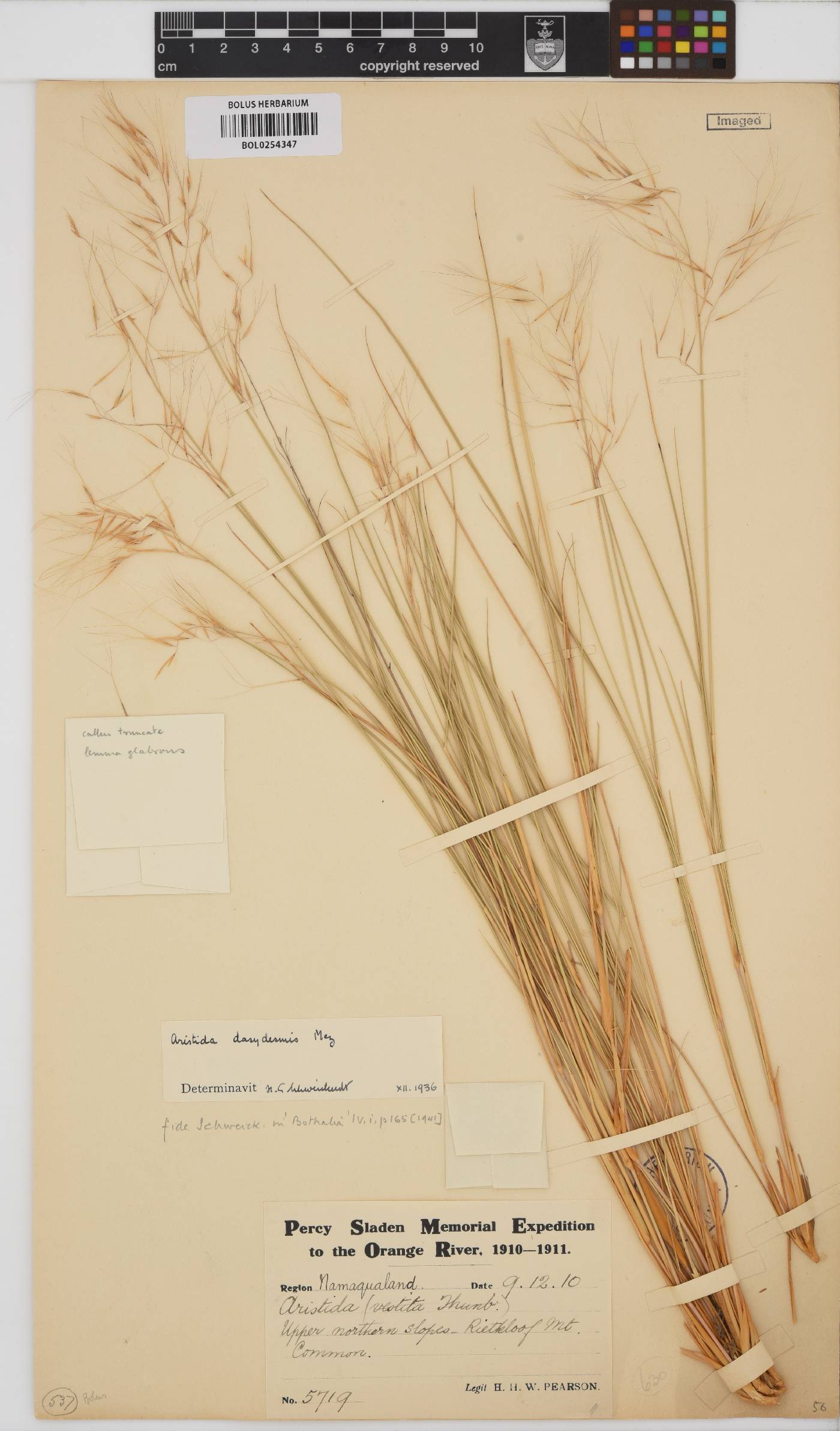 Aristida dasydesmis image