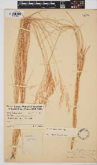 Aristida dasydesmis image