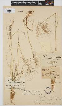 Aristida diffusa image