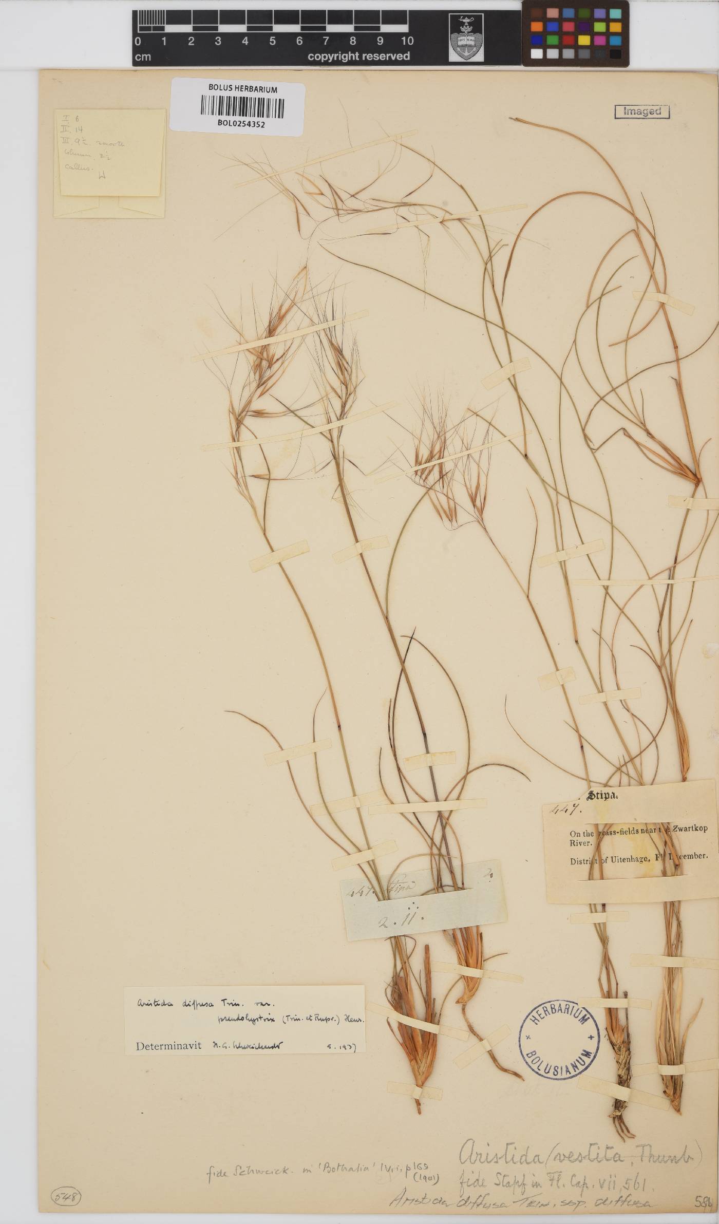 Aristida image