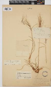 Aristida diffusa image