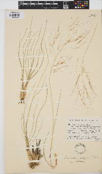 Aristida diffusa image