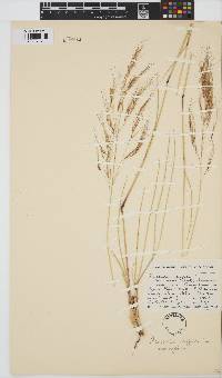 Aristida diffusa image