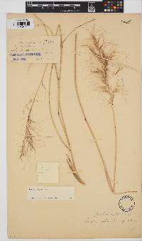 Aristida diffusa image