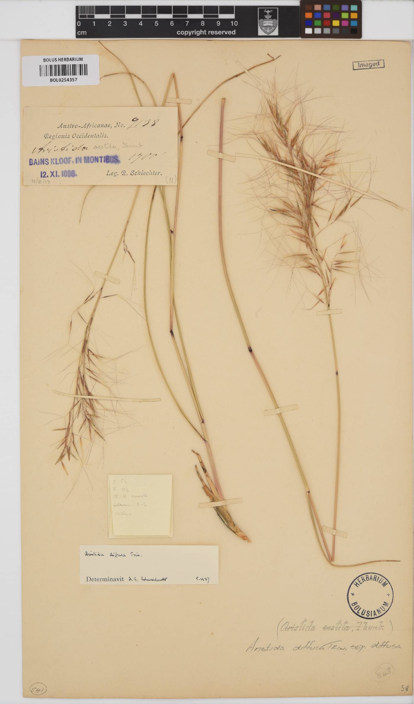 Aristida diffusa subsp. diffusa image
