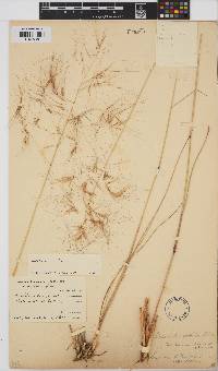 Aristida diffusa image