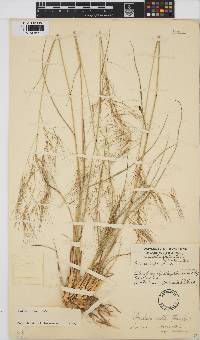 Aristida diffusa image