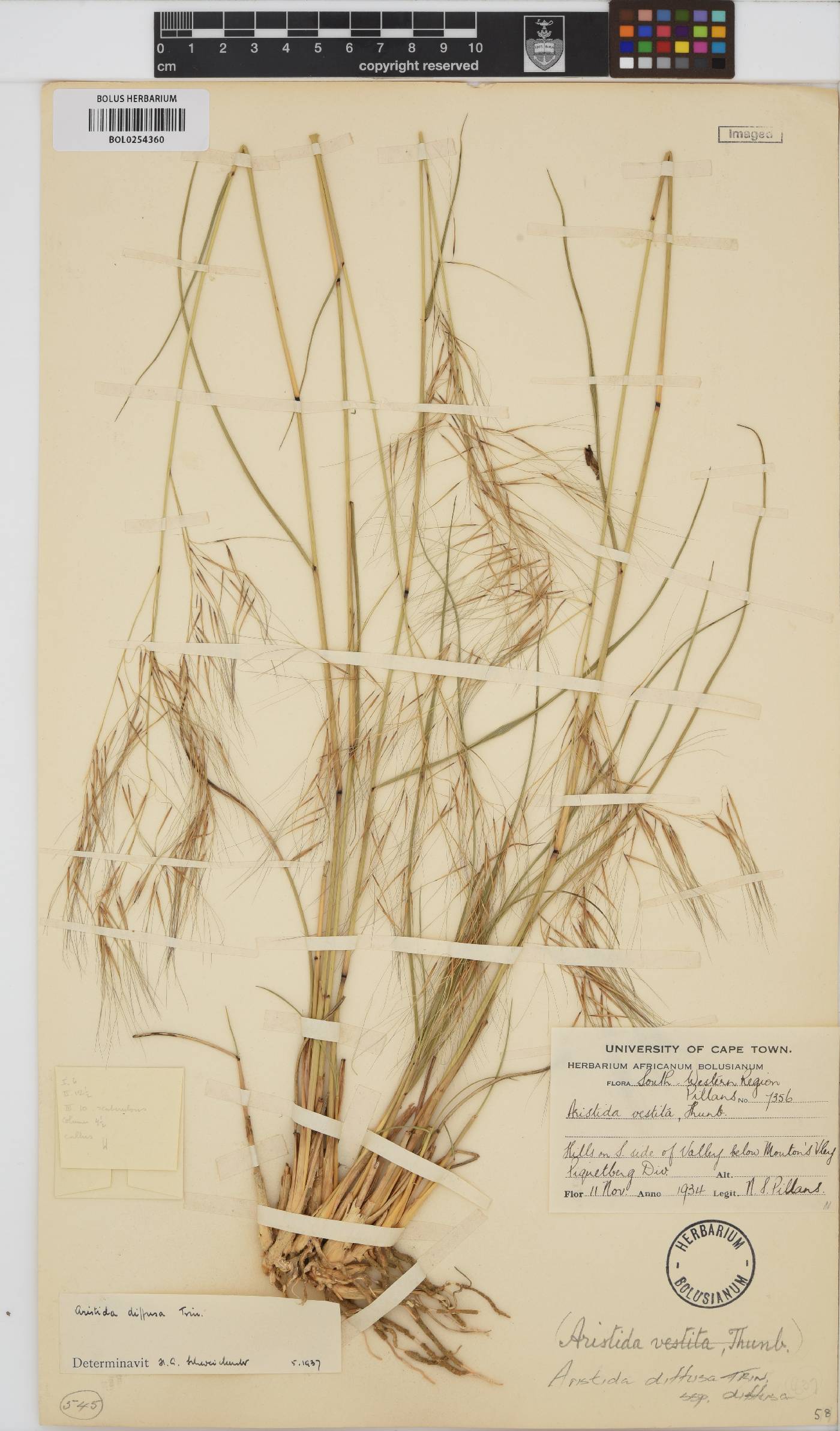 Aristida diffusa subsp. diffusa image