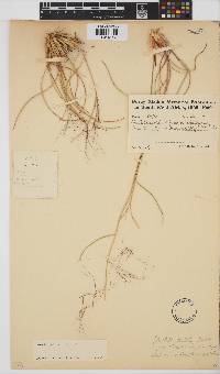 Aristida diffusa image