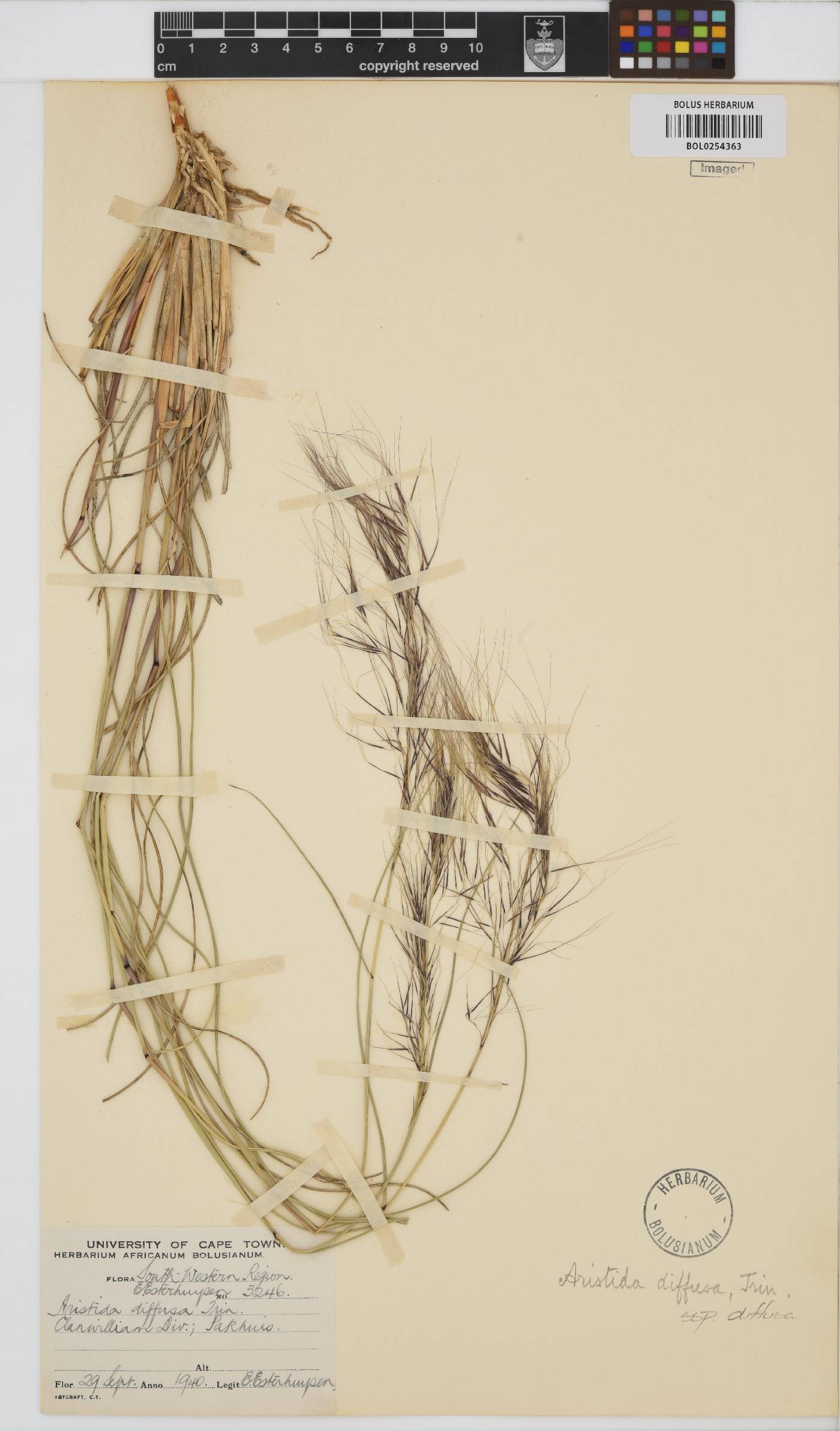 Aristida diffusa subsp. diffusa image