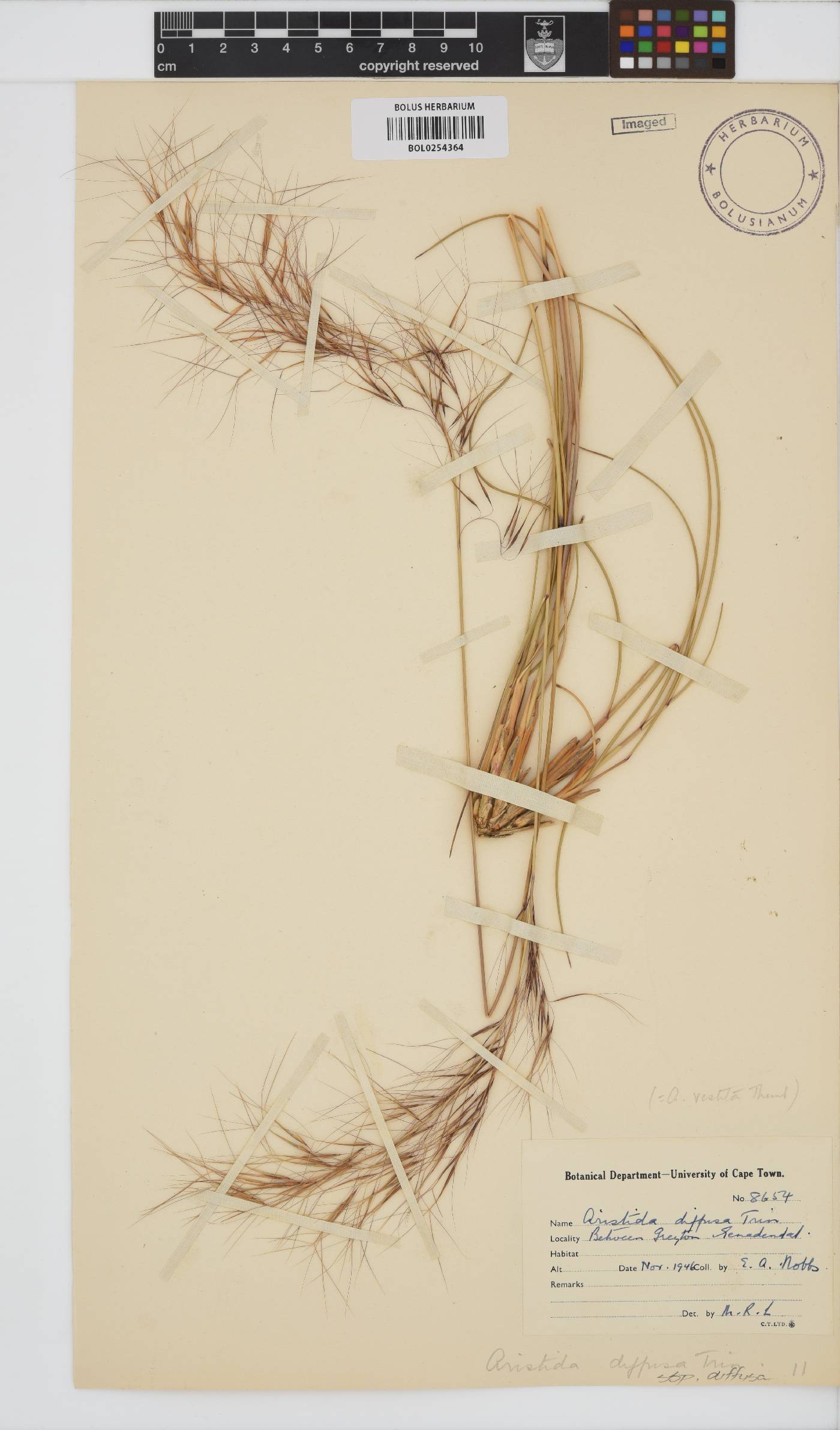 Aristida diffusa subsp. diffusa image