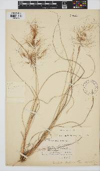 Aristida diffusa image