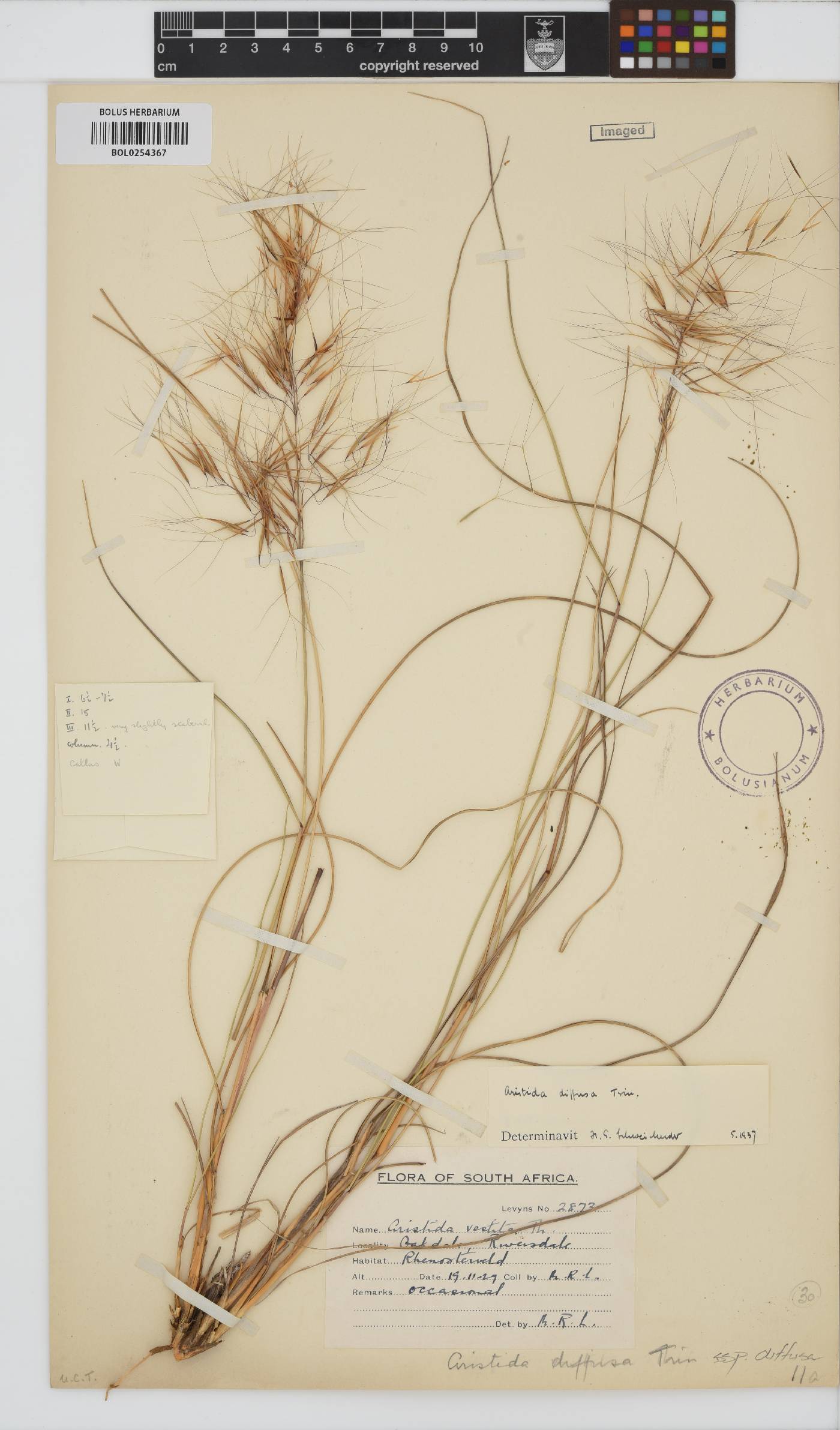 Aristida diffusa subsp. diffusa image