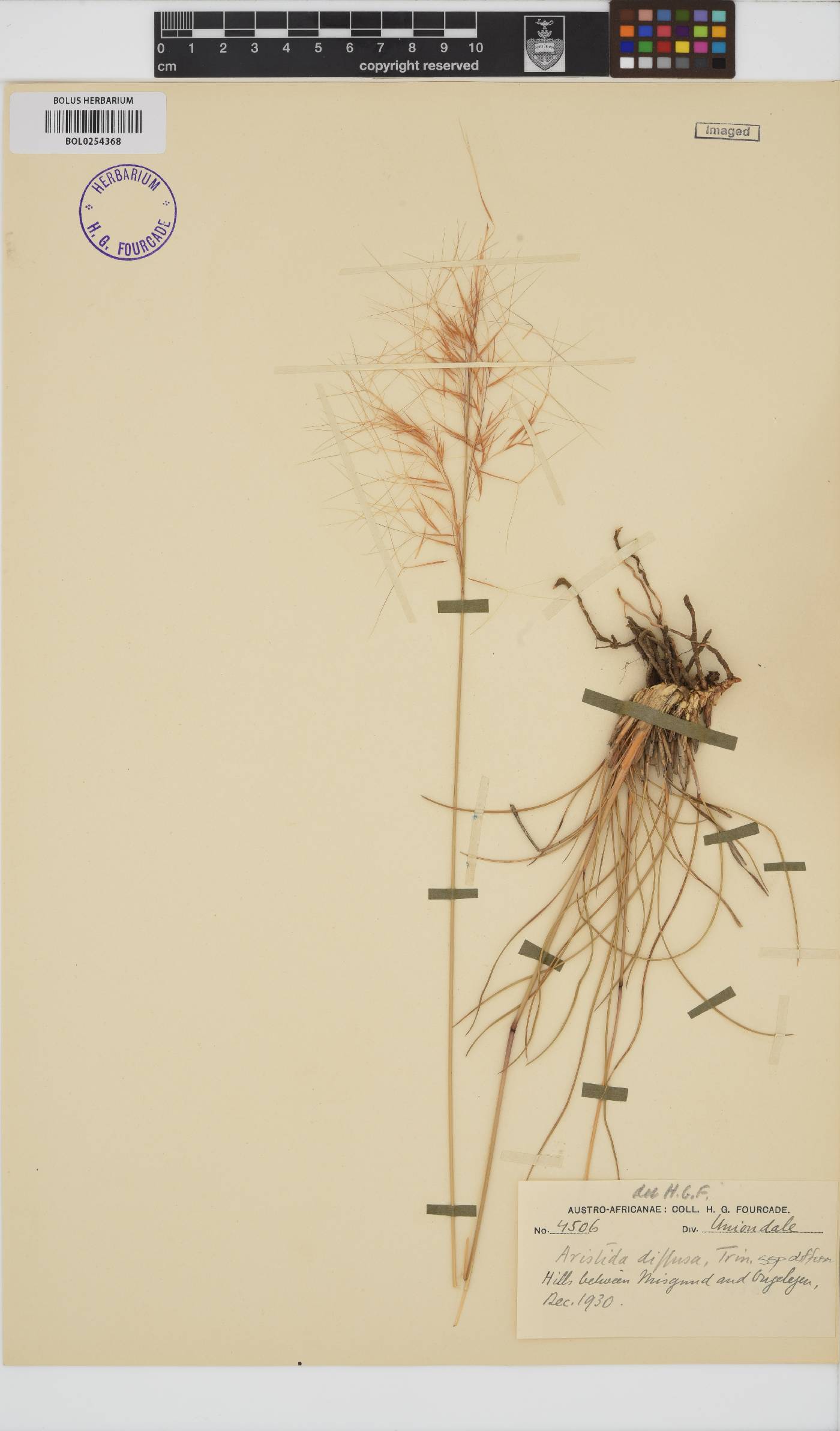 Aristida diffusa subsp. diffusa image