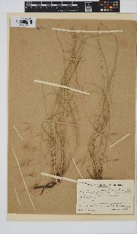 Aristida diffusa image