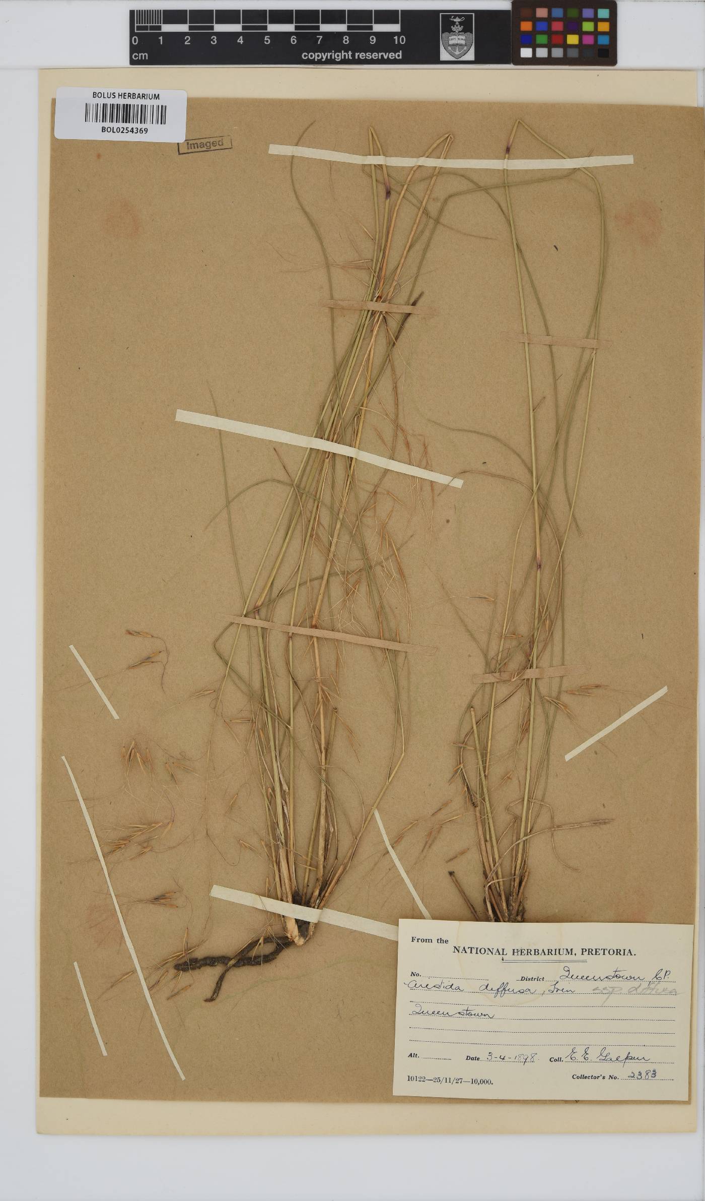 Aristida diffusa subsp. diffusa image