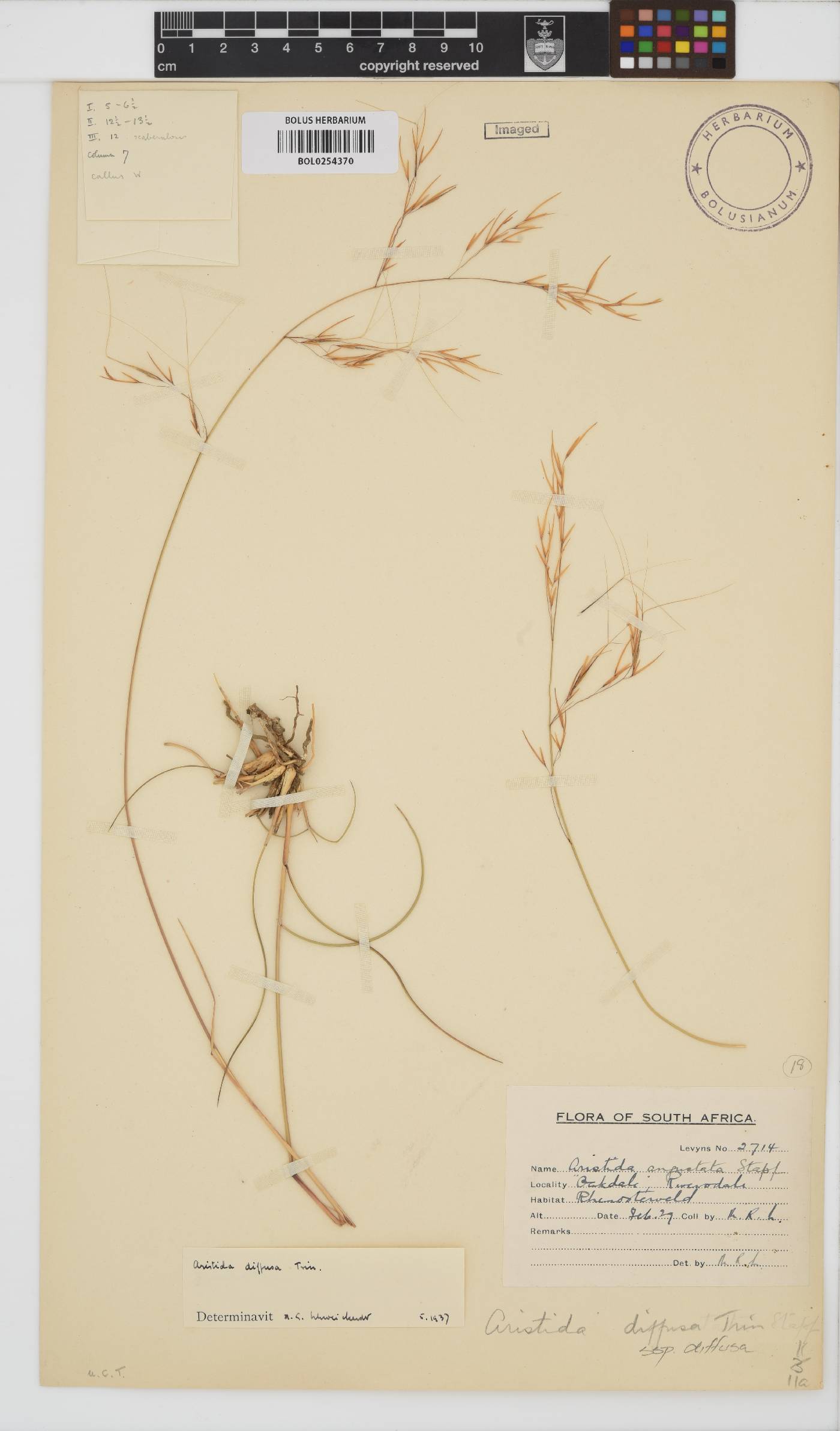 Aristida diffusa subsp. diffusa image
