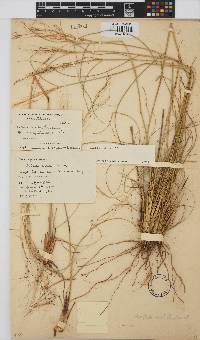 Aristida diffusa image