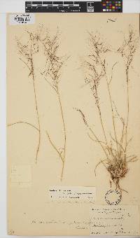 Aristida diffusa image