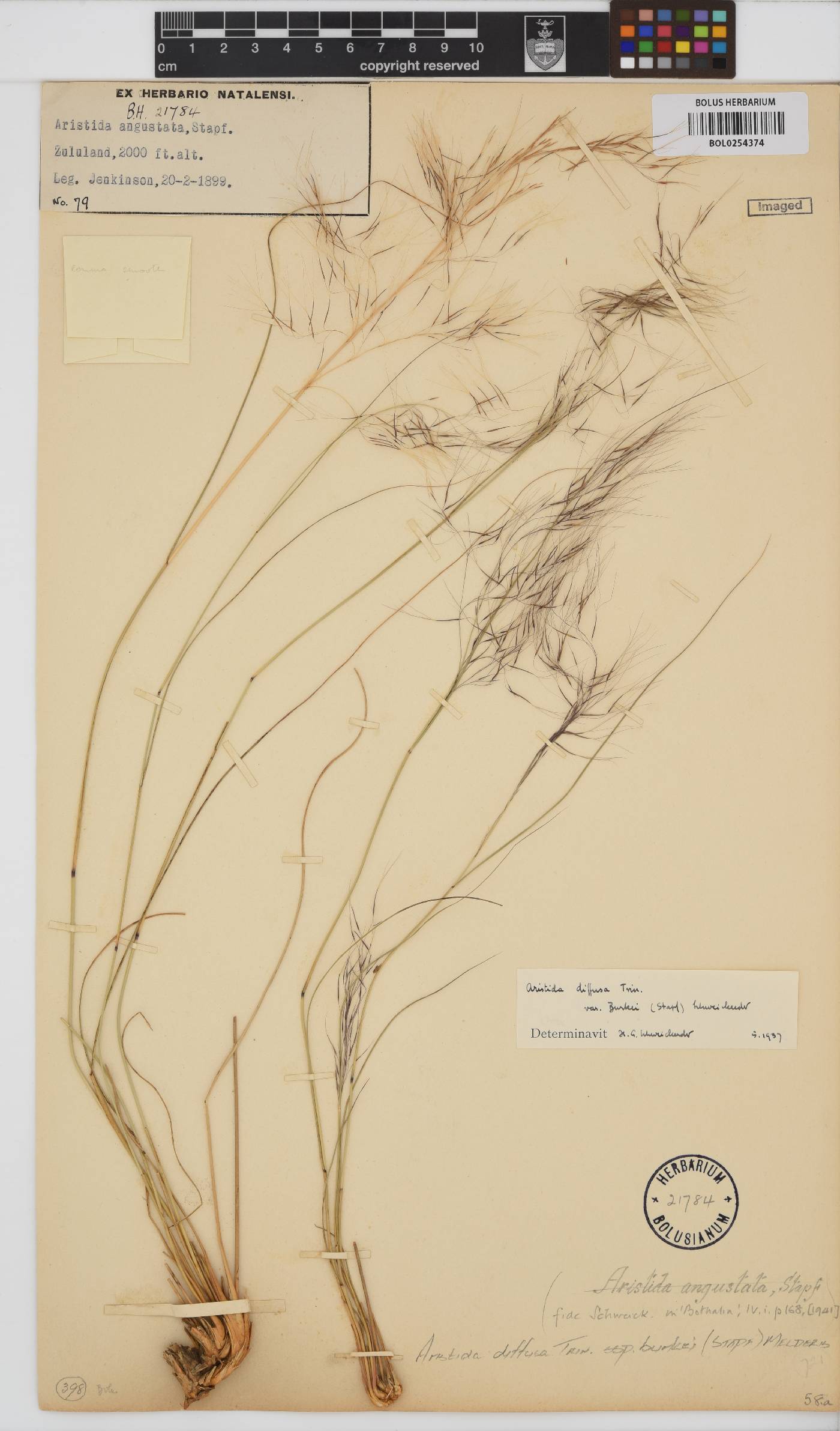 Aristida diffusa subsp. burkei image