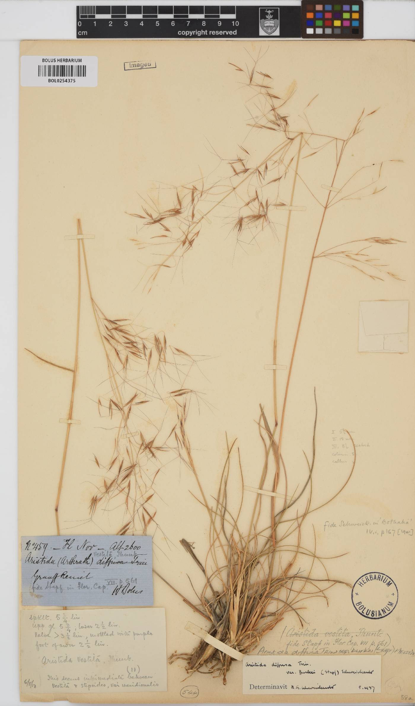 Aristida diffusa subsp. burkei image