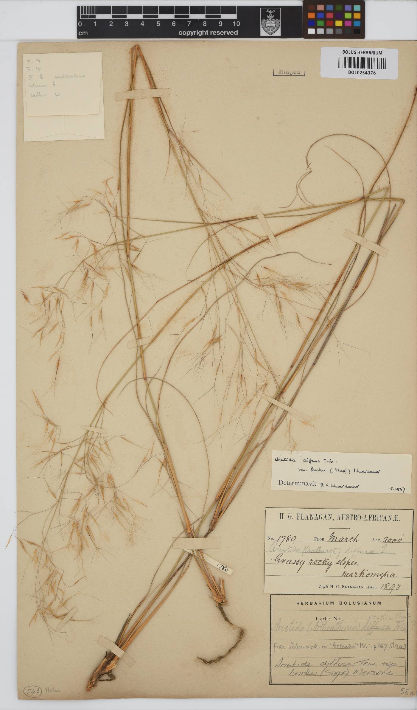 Aristida diffusa subsp. burkei image