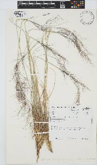 Aristida diffusa image