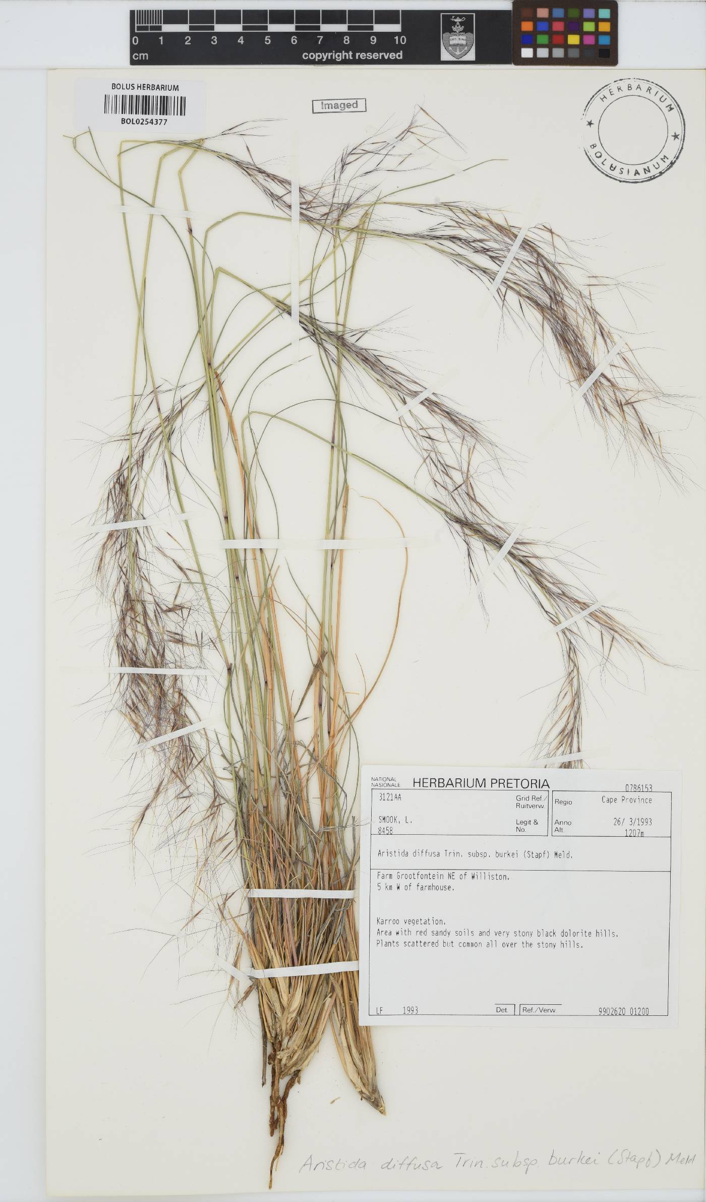 Aristida diffusa subsp. burkei image