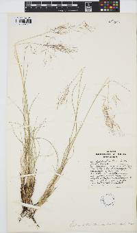 Aristida diffusa image