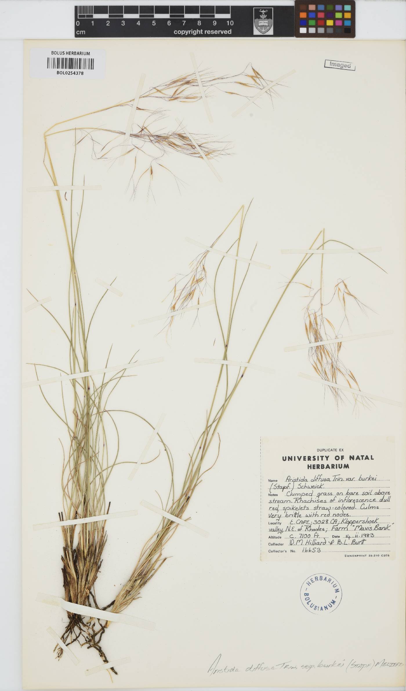 Aristida diffusa subsp. burkei image